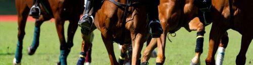 How a Horse’s Pedigree Impacts Wagers on Texas Racebooks